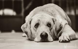 Самые распространенные болезни собак их признаки и лечение