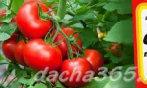 Фитофтора на помидорах: лечение
