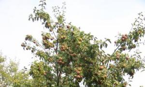 Компот из груш без стерилизации на зиму Почему темнеет яблочный компот