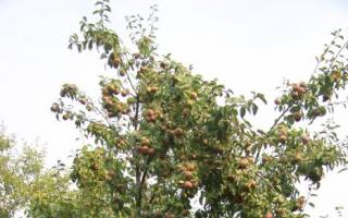 Компот из груш без стерилизации на зиму Почему темнеет яблочный компот