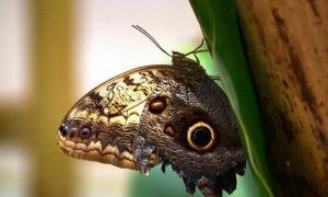Приметы о бабочках, которые залетают в наши дома и квартиры